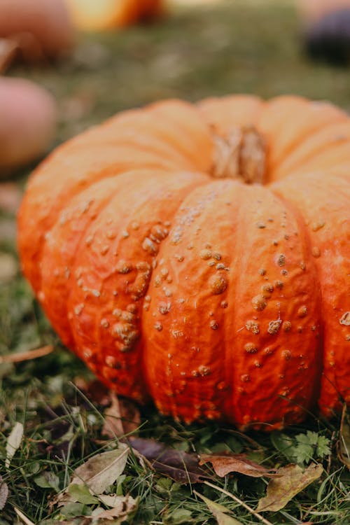 Close-up of a Pumpkin 