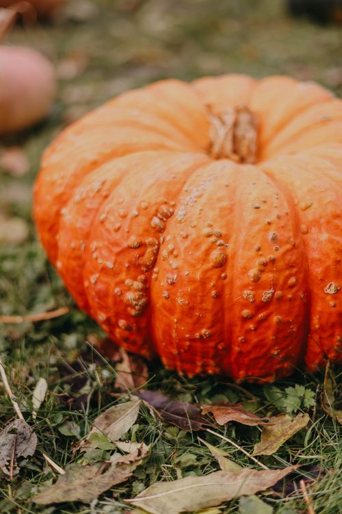 Free Close-up of a bright orange pumpkin on grass surrounded by fall leaves. Stock Photo