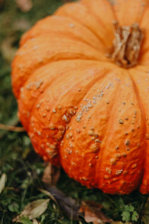 Free Detailed close-up of a textured orange pumpkin lying on grass, capturing fall essence. Stock Photo