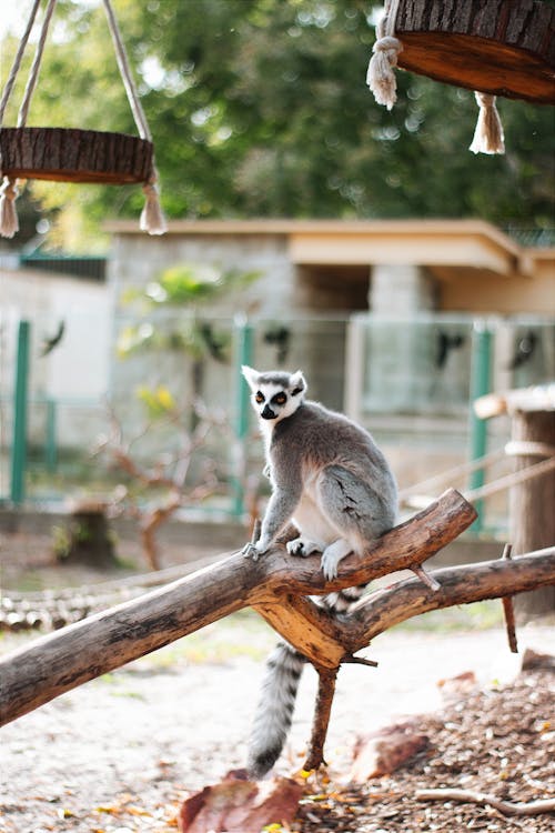 Lemur Sitting on Wood in Zoo
