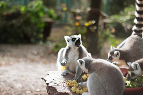 Δωρεάν στοκ φωτογραφιών με lemurs, ζωολογικός κήπος, καρπός