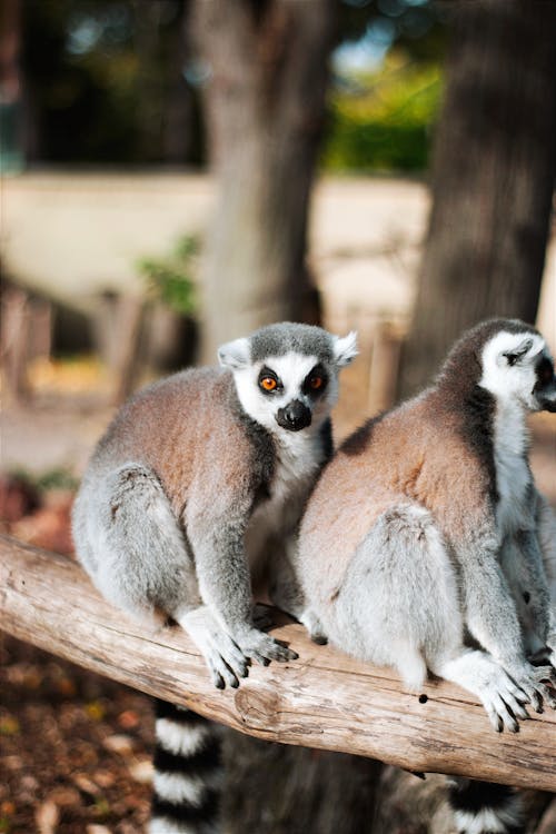 Lemurs on Branch in Zoo