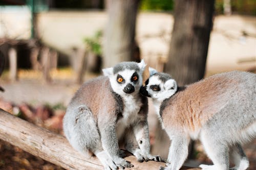 Lemurs Sitting on Wooden Log in Zoo