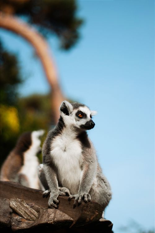 Free A ring-tailed lemur sits gracefully on wood, bathed in sunlight, with a blurred natural background. Stock Photo