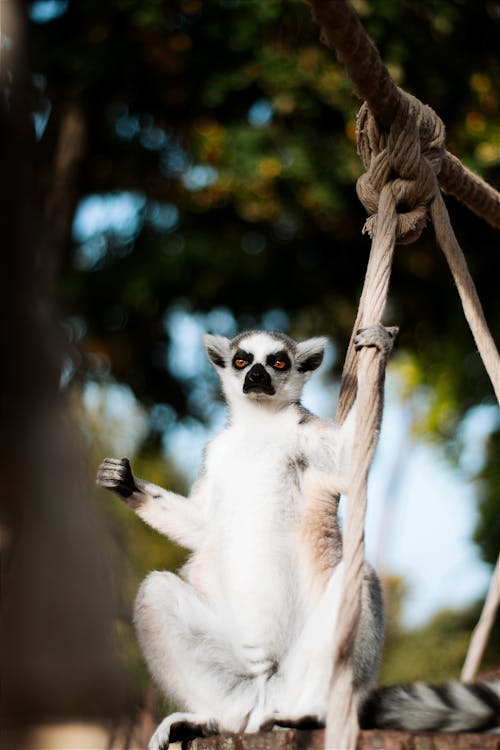 Cute Lemur Sitting on Wood in Zoo