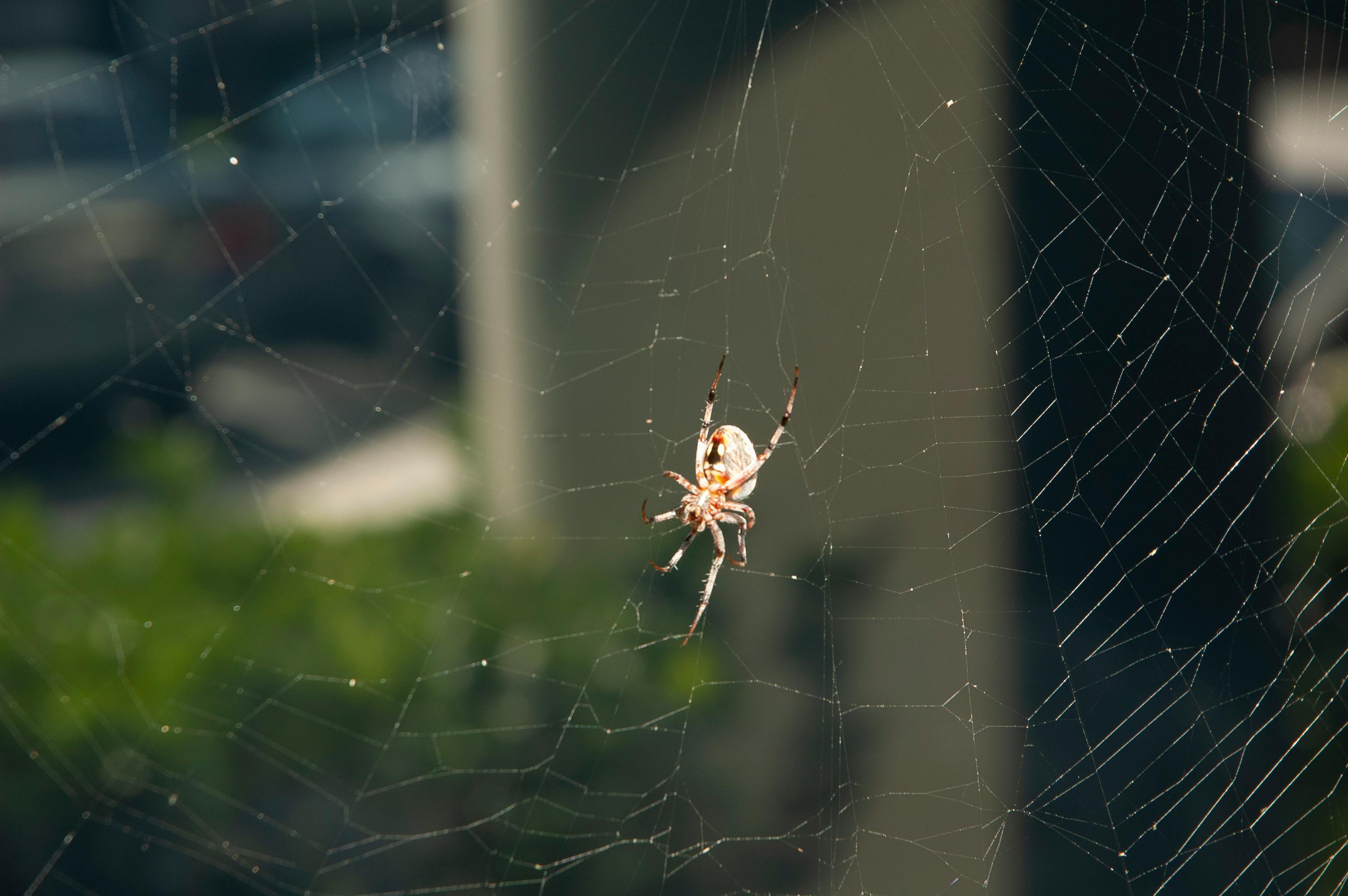 Free stock photo of spider, spider web
