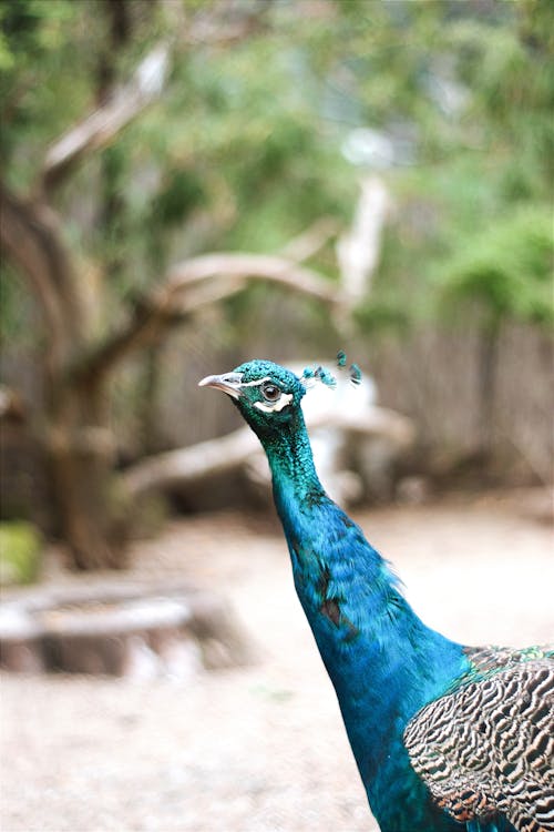 Peacock Standing in Zoo Pen