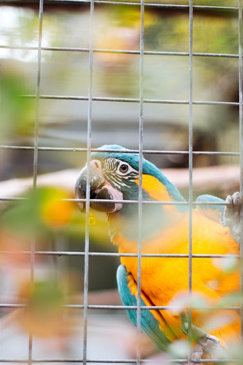 Yellow and Blue Macaw in Cage