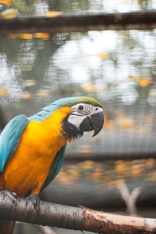 Blue Yellow Macaw Parrot Perched on a Branch