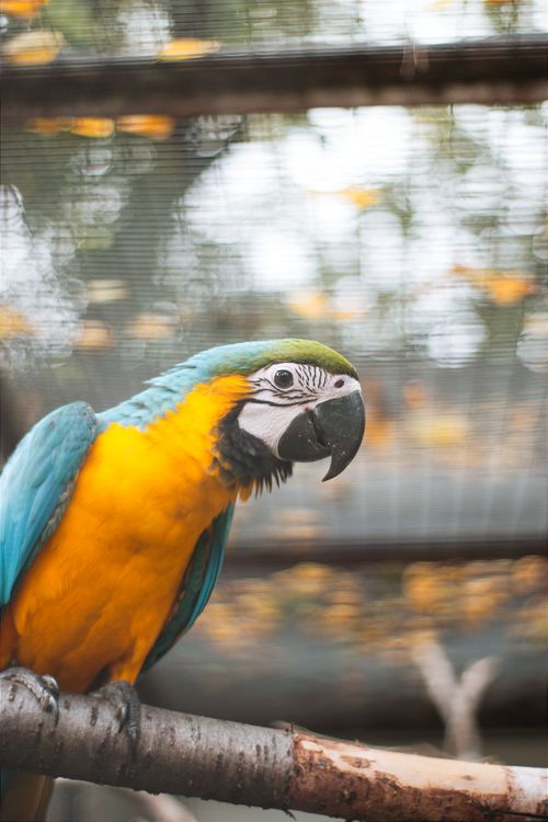 Free Close-up of a vibrant blue and yellow macaw perched on a branch in a zoo enclosure. Stock Photo