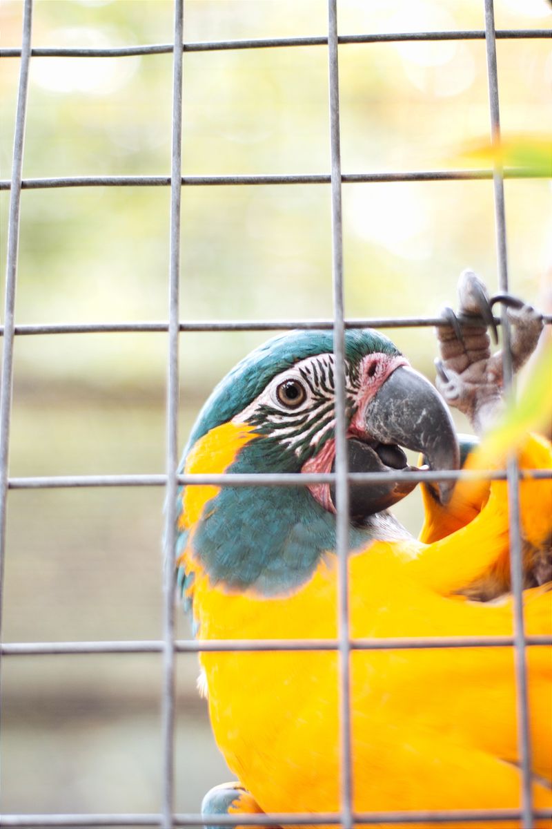 Parrot perched indoors