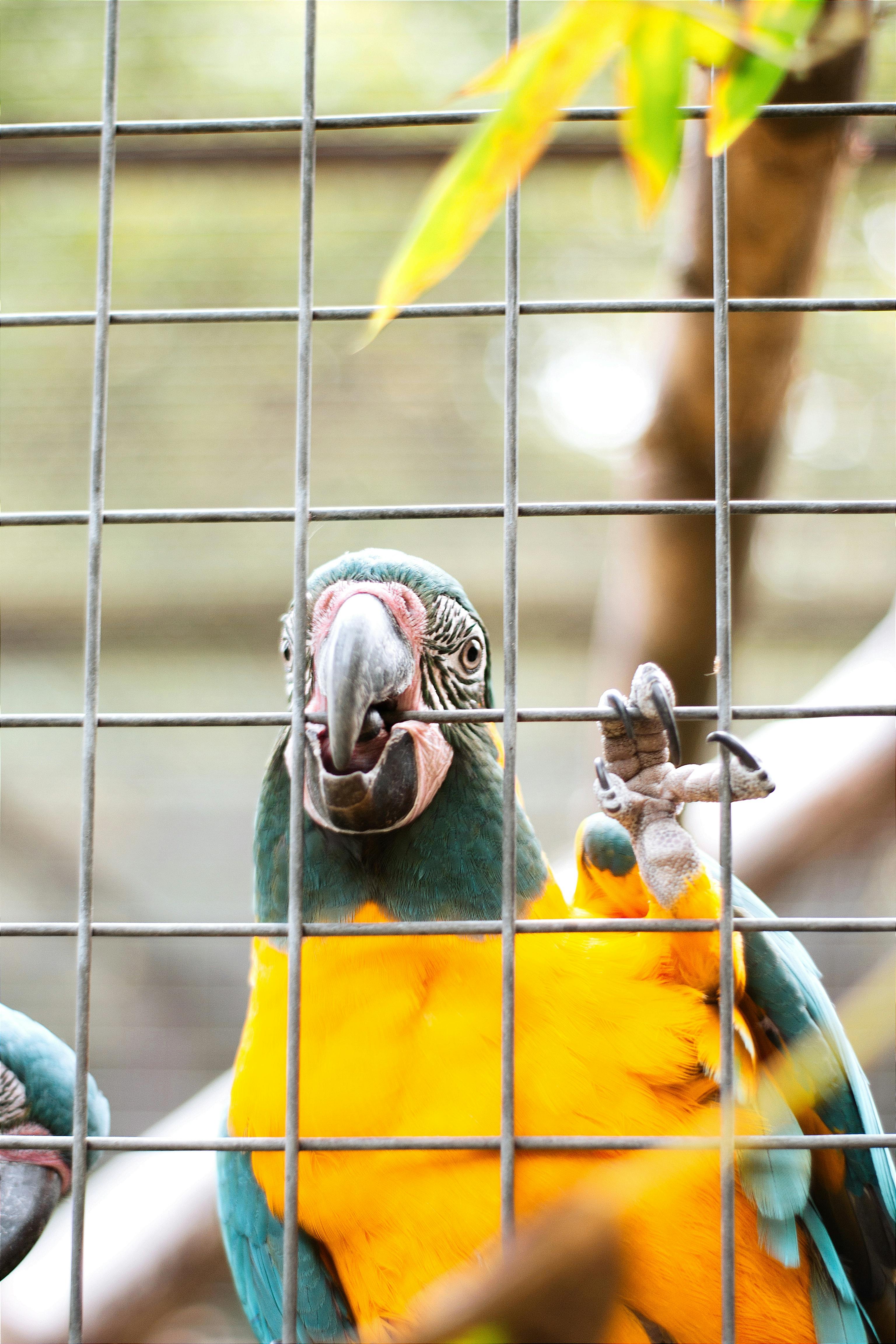 New World Parrot Biting Cage · Free Stock Photo