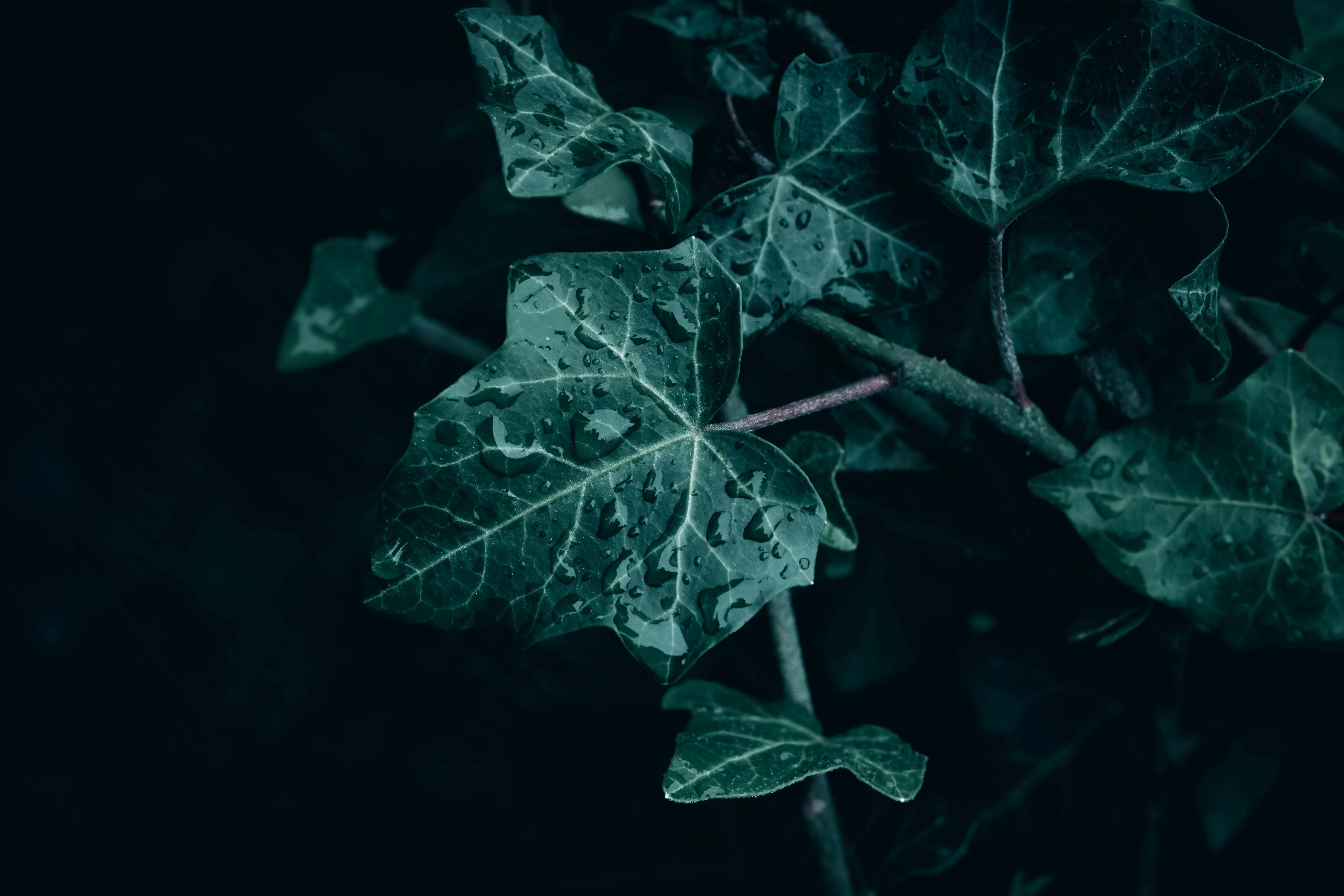 a close up of common green ivy leaves