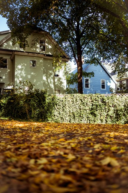 Suburban houses with a lush hedge and fallen leaves in fall, creating a cozy autumn ambiance.