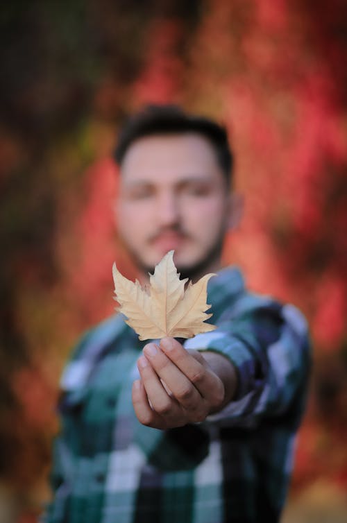 Autumnal Maple Leaf in Man Hand