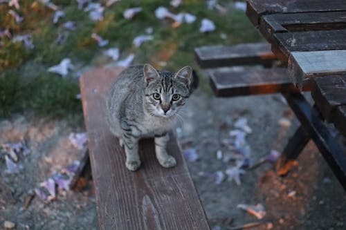 Gratis arkivbilde med benk, dyrefotografering, katt