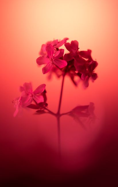 A delicate Saponaria flower with vivid pink petals, elegantly captured in soft focus against a warm background.