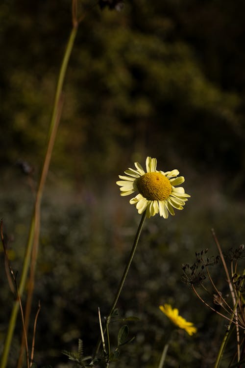 Dandelion with Yellow Stamens and White Petals