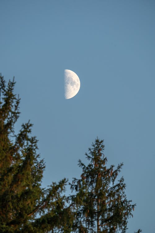 Fotobanka s bezplatnými fotkami na tému korunách stromov, mesiac, modrá obloha