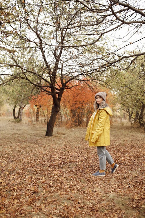 Fotos de stock gratuitas de abrigo amarillo, arboles, caer