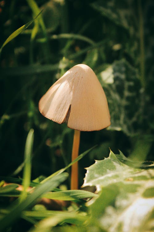 Close-up of a Mushroom and Grass 