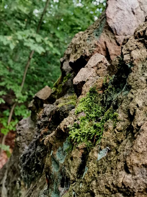 Free stock photo of autumn, autumn aesthetic, green Stock Photo