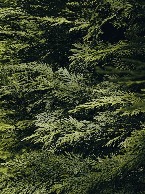 Základová fotografie zdarma na téma Anglie, birmingham, cedrové stromy