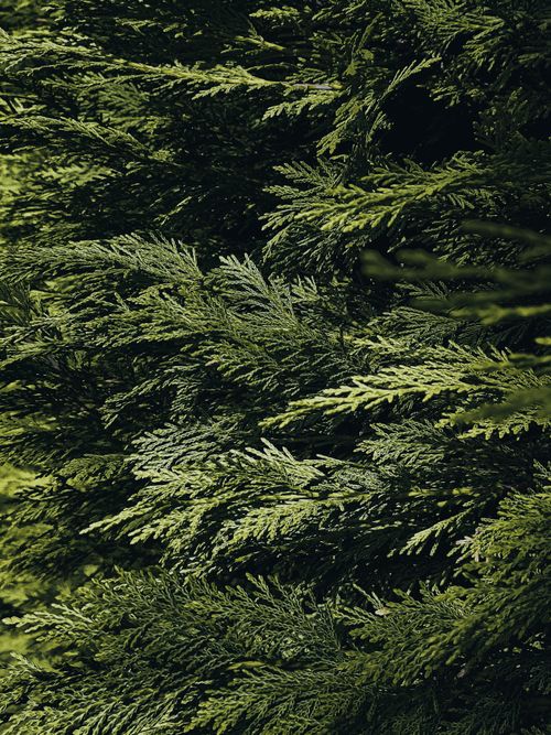 Free Close-up of lush green evergreen foliage, showcasing natural beauty and growth. Stock Photo