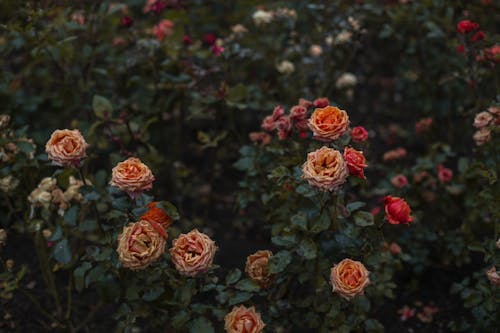 A Rosebush in the Garden 