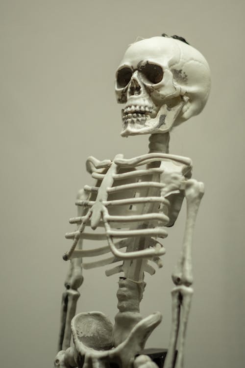 Free Human Skeleton and Skull Standing Upright Stock Photo