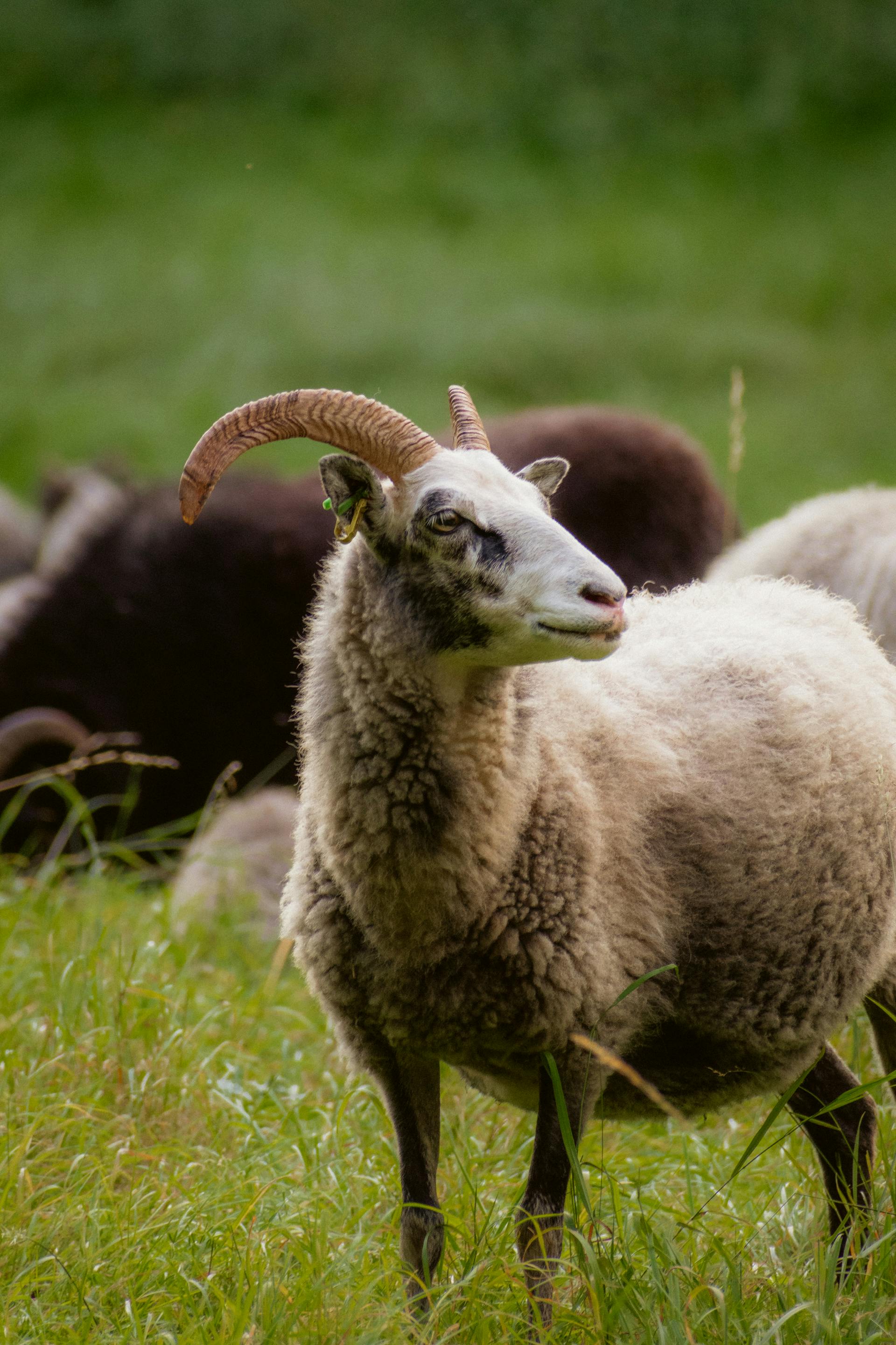 grátis Foto profissional grátis de agricultura, animais selvagens, animal Foto profissional