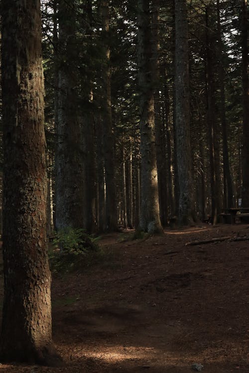 Shaded Area in a Coniferous Forest