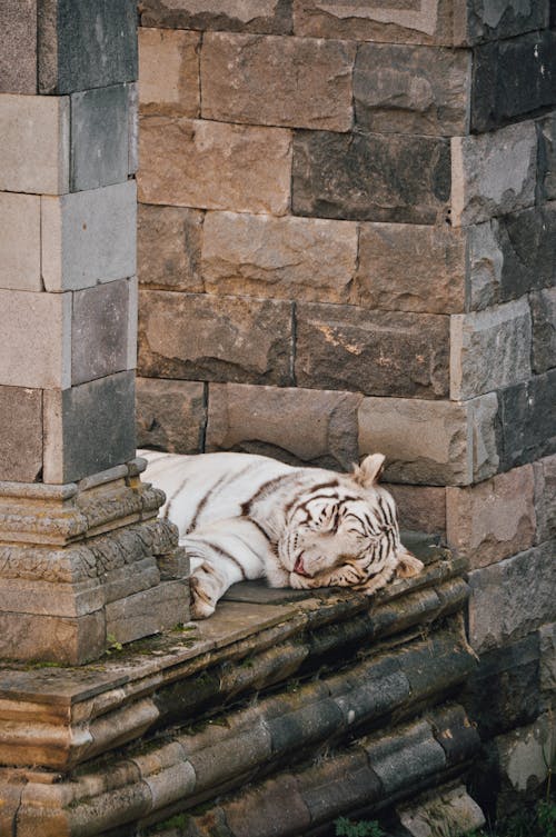Immagine gratuita di addormentato, albino, animale