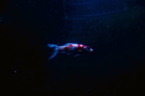คลังภาพถ่ายฟรี ของ monkfish, ชีววิทยาทางทะเล, ดำ