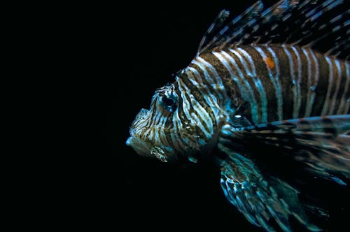 Gratis lagerfoto af akvarium, almindelig sort baggrund, blå