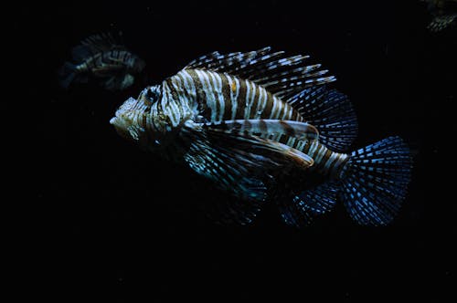 動物, 安康鱼, 條紋 的 免费素材图片