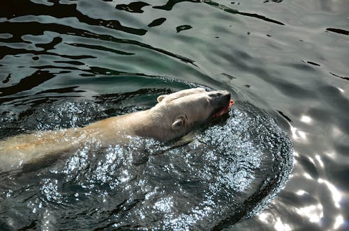 兽类, 動物, 動物園 的 免费素材图片