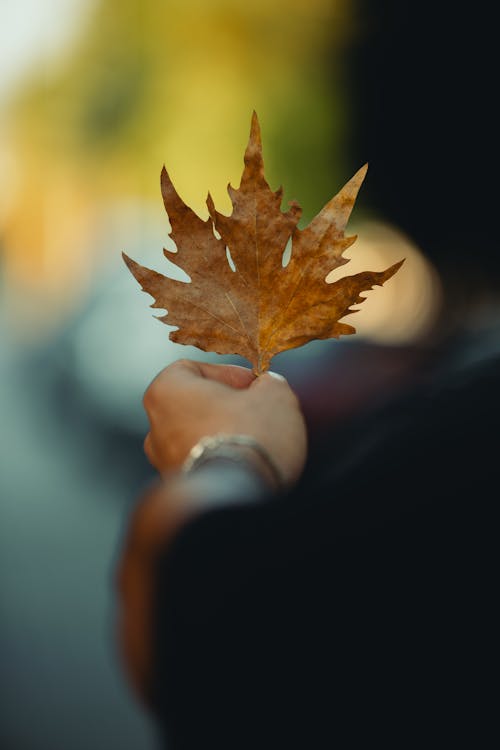 Close-up of a Person Holding an Autumnal Leaf