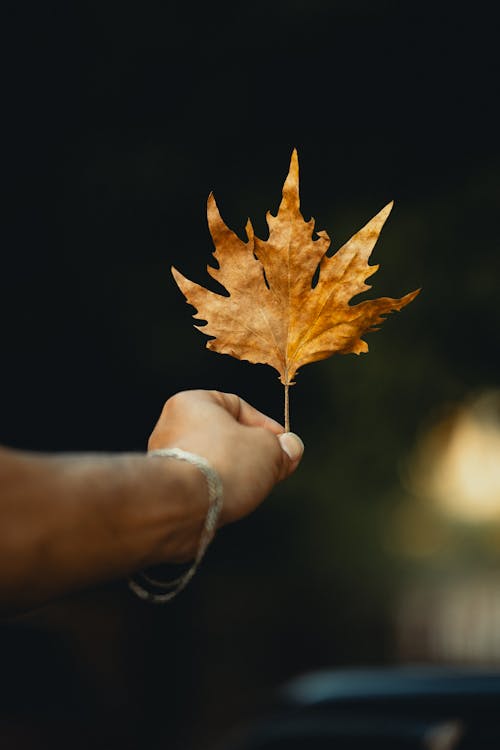 Close-up of a Person Holding an Autumnal Leaf