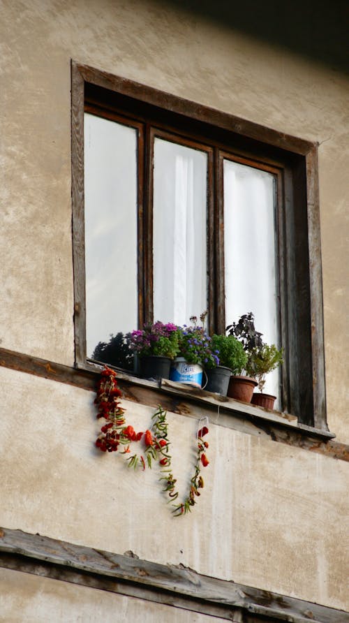 Potted Plants Standing on the Windowsill 