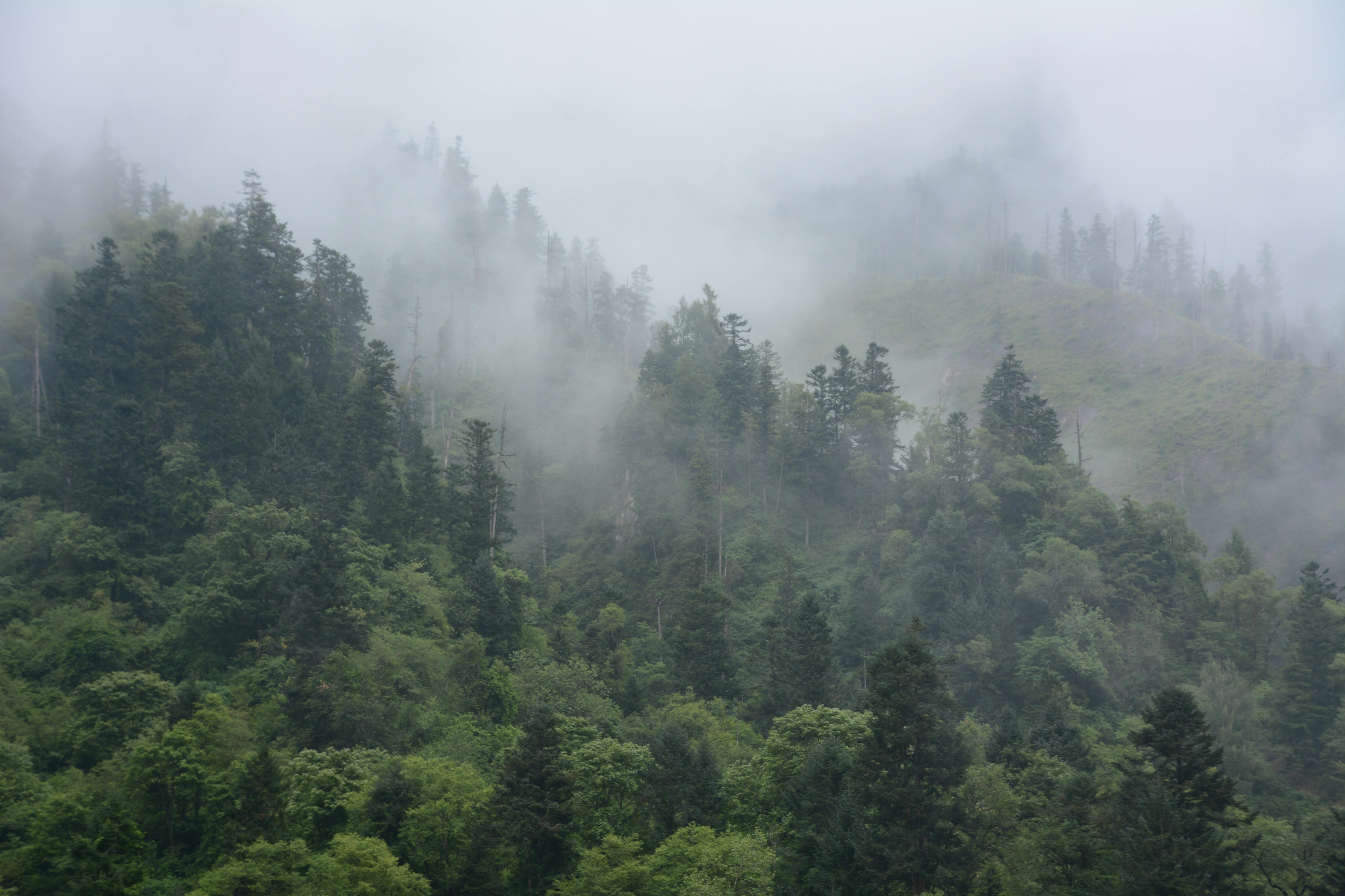 Free stock photo of fog, foggy, forest