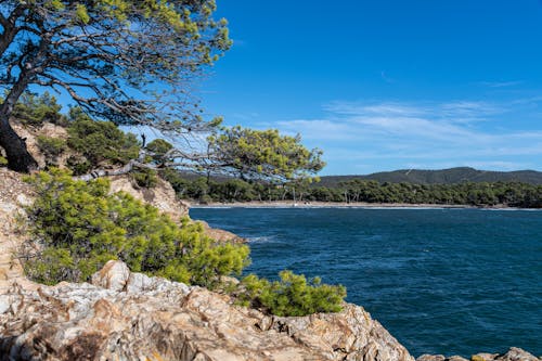 View of a Rocky Shore and Trees under Blue Sky 