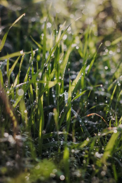 Free Beautiful dew-covered green grass in sunlight, showcasing natural beauty and freshness. Stock Photo