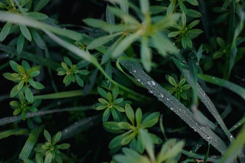 Wet Blades of Grass Among Galium Plants