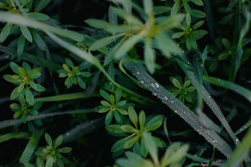 Free Detailed shot of dew-laden green leaves, showcasing morning freshness. Stock Photo