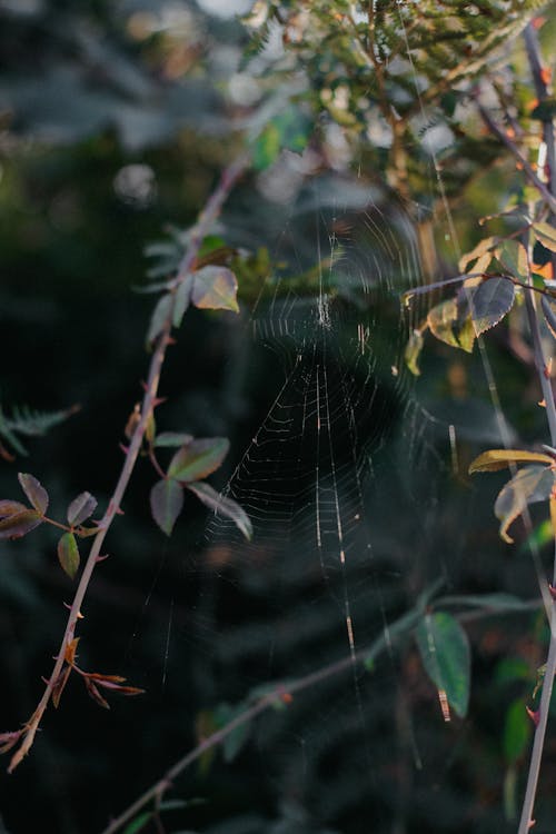 Spider Web Hanging Between Spiky Shrub Twigs