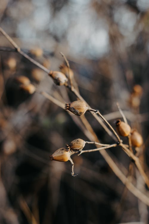 Dried Fruits and Twigs of a Bush