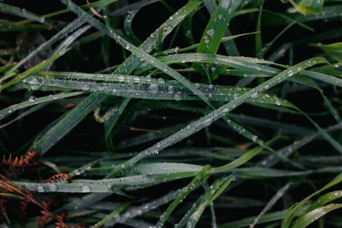 Free Macro shot showcasing morning dew on lush green grass blades. Stock Photo