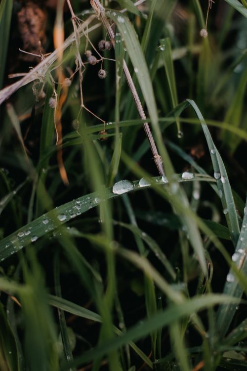 Free Macro shot of fresh grass blades with water droplets, perfect for nature themes. Stock Photo