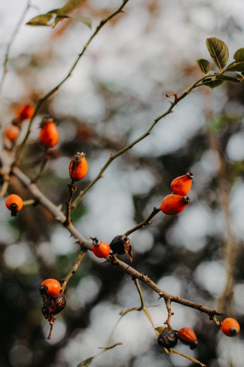 Free Vivid rosehips growing on twigs, captured in rich detail against a blurred background. Stock Photo